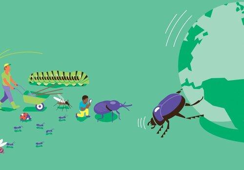 Les insectes au secours de la planète Une sauterelle et des insectes sur fond verdoyant