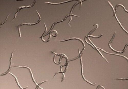 Nématodes Nématodes