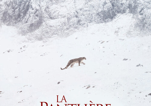 La panthère des neiges Affiche du film La panthère des neiges