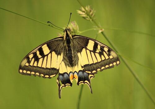 Papillon (Machaon)