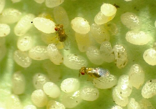 Femelles Trichogramma cordubensis en train de poindre dans des œufs d’Ephestia Khueniella