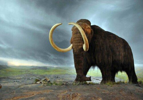 Woolly_mammoth