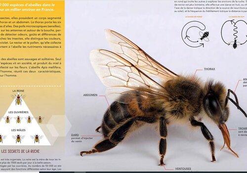 exposition Synops abeilles