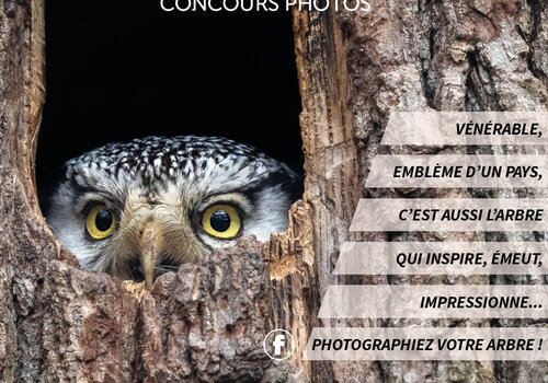 Concours-photo Mon Arbre 2022 Affiche concours Mon Arbre 2022