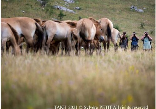 Camouflés dans la végétation de la steppe ou dans les airs du causse Méjean, de nombreux animaux cohabitent avec les chevaux de Przewalski.