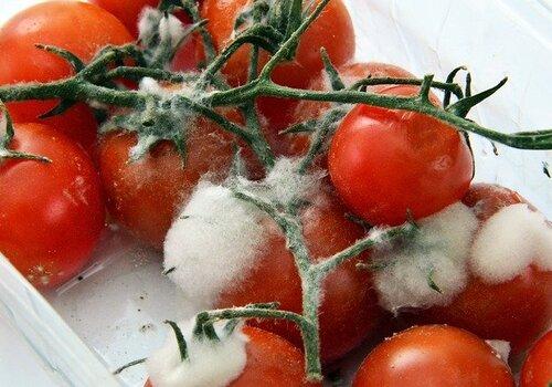 DE LA MYCOLOGIE ALIMENTAIRE A LA MYCOLOGIE MEDICALE