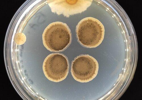 Image de boîte de Pétri d'un champignon et de bactéries
