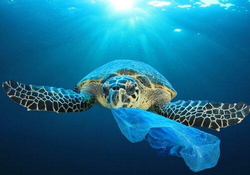 UNE BOUTEILLE A LA MER