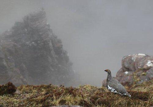 Le lagopède alpin, une espèce qui disparaît de certaines zones trop chaudes. Le lagopède alpin, une espèce qui disparaît de certaines zones trop chaudes.