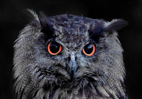 Hibou