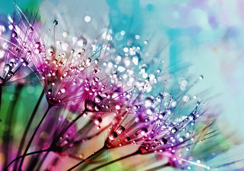 photographie-de-gros-plan-de-fleurs-en-soie-violette-avec-des-gouttes-de-rosee-794494/ photographie-de-gros-plan-de-fleurs-en-soie-violette-avec-des-gouttes-de-rosee-794494/