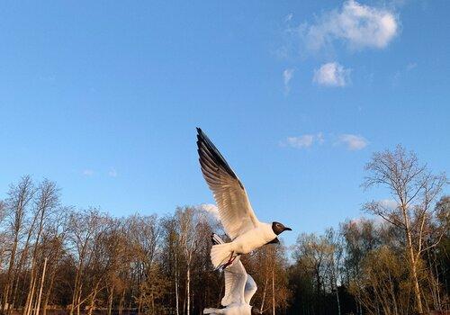 Oiseau sur étendue d'eau