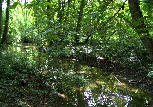 zone humide aux abords du Pavillon de Manse