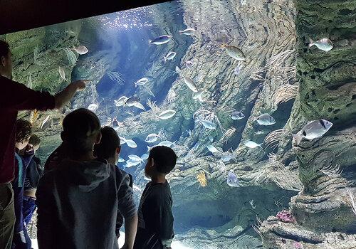 La biodiversité sous marine de méditerranée La biodiversité sous marine de méditerranée