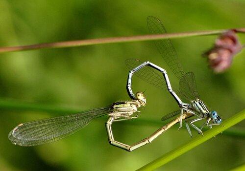 Libellules