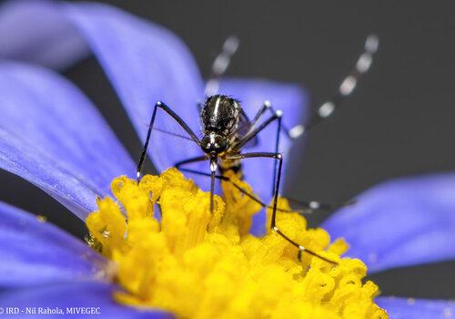 Moustique tigre femelle sur fleur