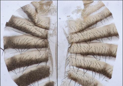 Plasticité et pigmentation abdominale d'une drosophile