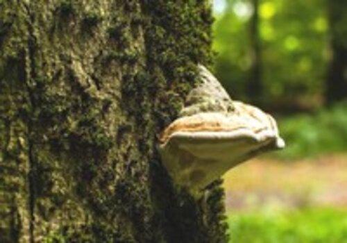 Les interactions plantes-champignons Champignon sur un arbre