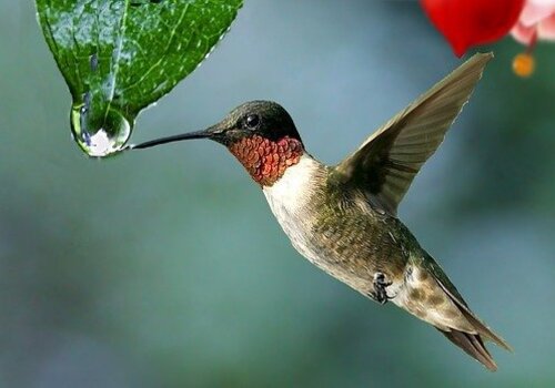 Colibri Colibri - Pixabay libre de droit