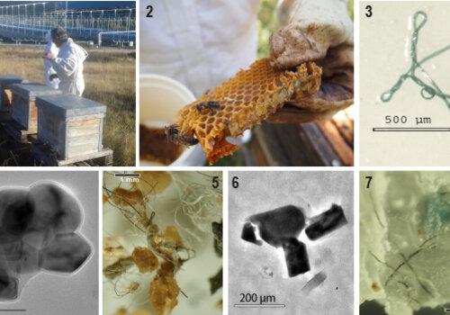 Nanocomposites polymères extraits des produits de la ruche et assemblés par les abeilles mellifères à partir de nanoparticules ionisées dans l’atmosphère