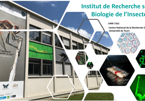 Institut de Recherche sur la Biologie de l'Insecte Institut de Recherche sur la Biologie de l'Insecte