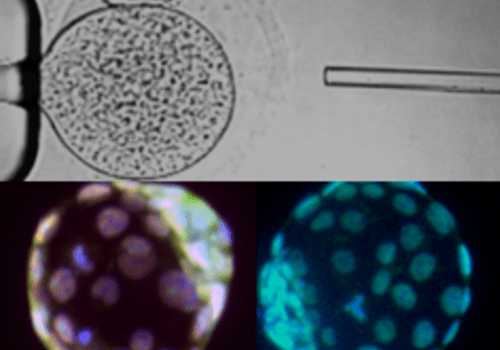 Microinjection ovocytaire et développement embryonnaire