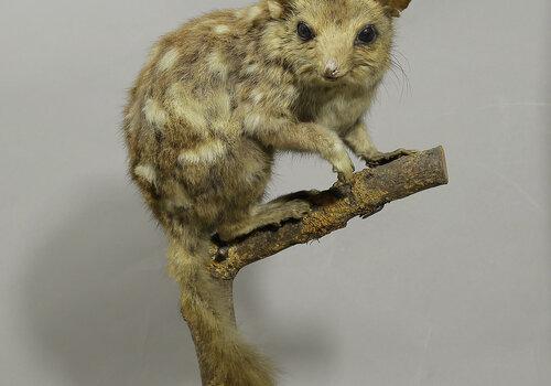 Chat marsupial Chat marsupial