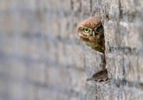 Qui se cache dans nos murs ? Chouette dans un mur