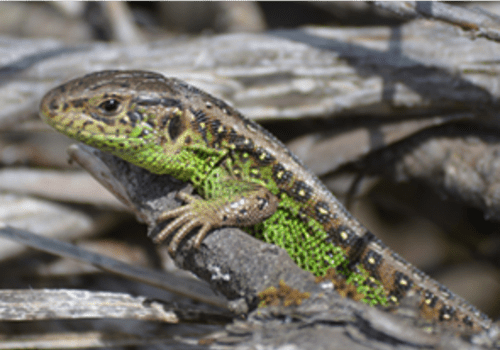 Mâle de Lacerta agilis garzoni Mâle de Lacerta agilis garzoni