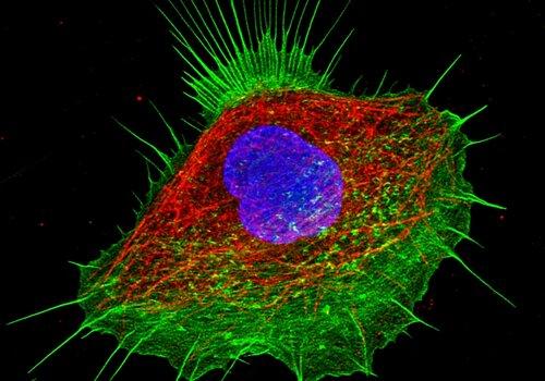 Image d'une cellule humaine observée en fluorescence par microscopie confocale (noyau en bleu, cytoquelette en rouge et vert)