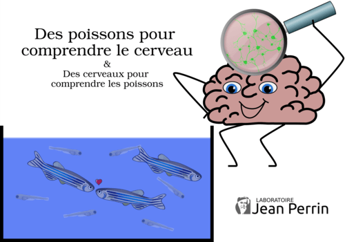Des poissons pour comprendre le cerveau & Des cerveaux pour comprendre les poissons. Un cerveau personnifié regarde a aquarium remplie de poissons. Une loupe au dessus du cerveau montre des neurones.