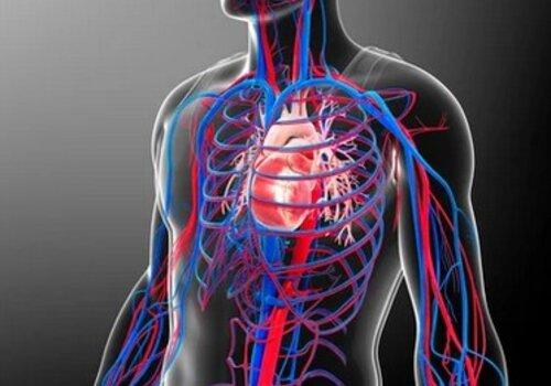 Le système cardio-vasculaire