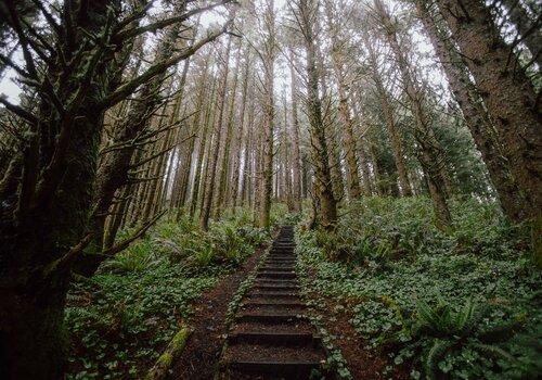 Un escalier dans la Forêt