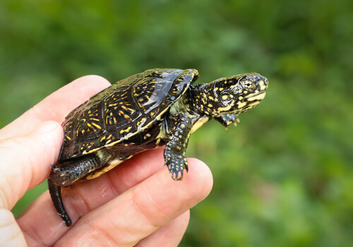 Tortue cistude 