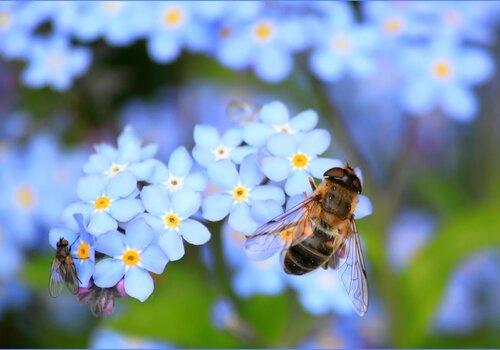 Fleur et abeille