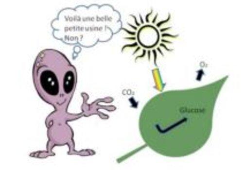 La photosynthèse