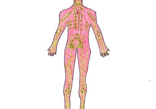 Systeme lymphatique