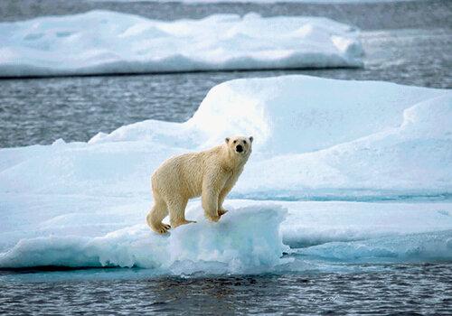 Un ours polaire sur un minuscule bloc de glace détaché de la banquise.