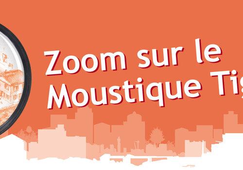 Zoom sur le Moustique tigre