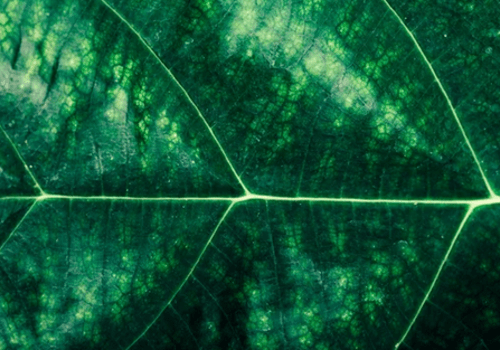 Le climat comme un papillon étrange caché dans le désordre météorologique ! Le climat comme un papillon étrange caché dans le désordre météorologique !