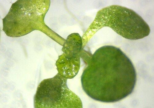 Chloroplaste