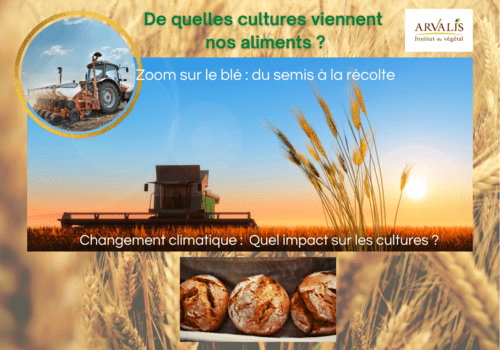 De quelles cultures viennent nos aliments