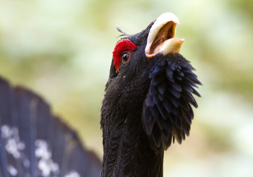 Portrait du Grand Tétras ou grand coq de bruyère