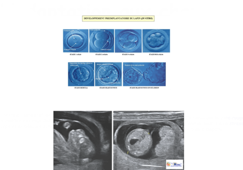 Développement embryonnaire et foetal