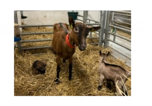 Modifications ciblées du génome des animaux d’élevage 