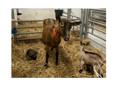 Modifications ciblées du génome des animaux d'élevage