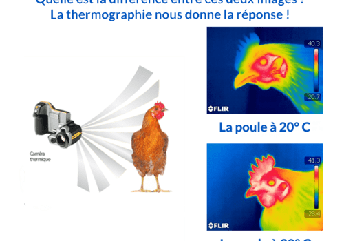 Adaptation animale à la chaleur