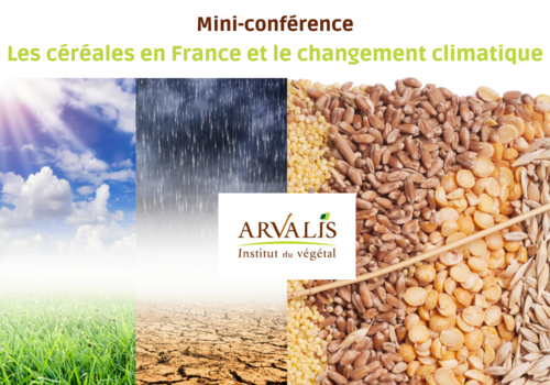 Les céréales en France et le changement climatique Les céréales en France et le changement climatique