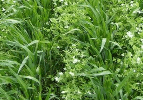 Diversifier les parcelles cultivées pour se passer des pesticides