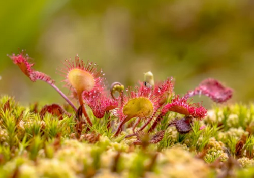 Plante carnivore : Le Rossolis à feuilles rondes Plante carnivore : Le Rossolis à feuilles rondes